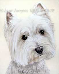 Dessin du chien westie Petit Prince.